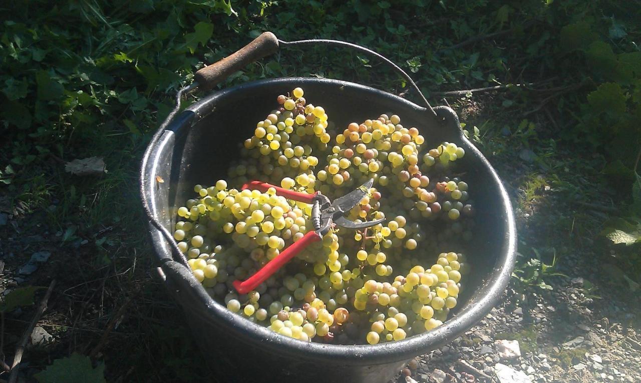 Ferienweingut Ulrike Thul Lägenhet Leiwen Exteriör bild