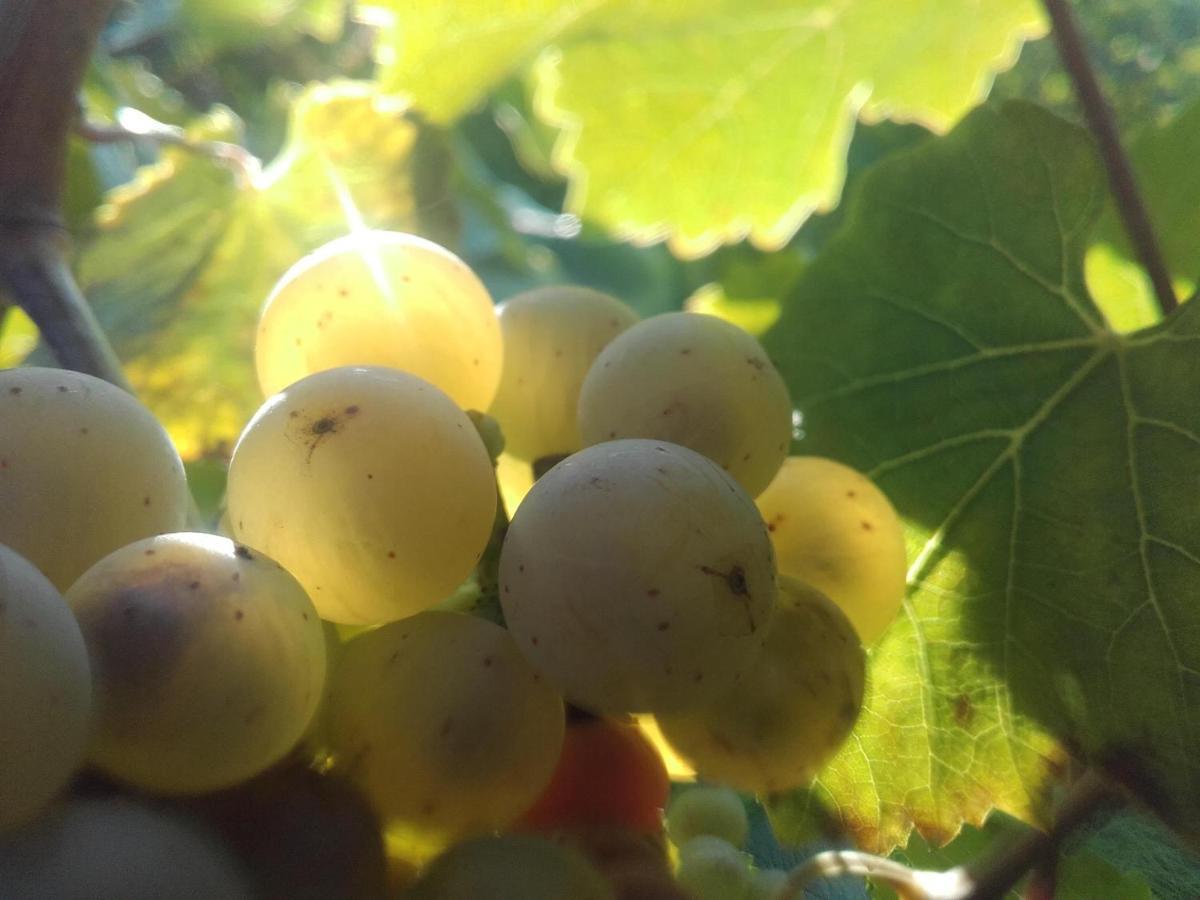 Ferienweingut Ulrike Thul Lägenhet Leiwen Exteriör bild